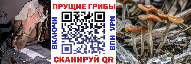 Псилоцибиновые грибы Psilocybine cubensis  Хвалынск 